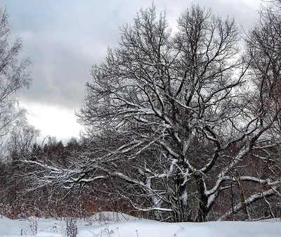 Картинки деревья зимой обои