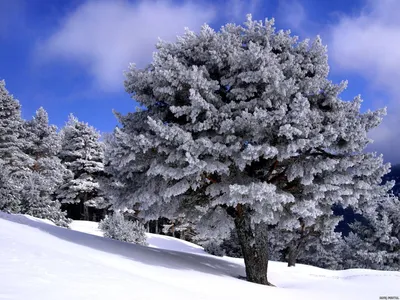 Зима, деревья, снег. | Winter scenery, Winter wallpaper, Iphone wallpaper  winter