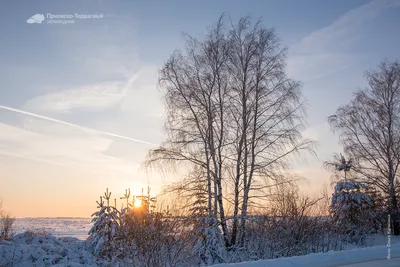 Голые деревья зимой снегом и голубыми небесами Стоковое Фото - изображение  насчитывающей земля, яркое: 171271832