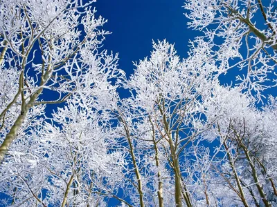 Деревья зимой: красота из сказок» — создано в Шедевруме