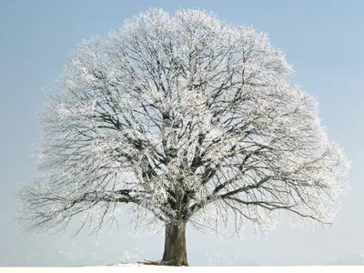 Красивые причудливые деревья зимой в…» — создано в Шедевруме