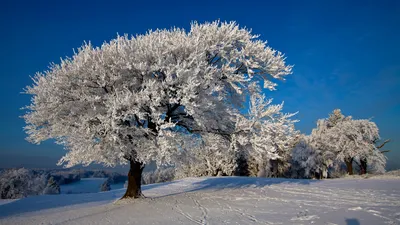Деревья зимой. Зимние деревья - Лучшее. Воспитателям детских садов,  школьным учителям и педагогам - Маам.ру