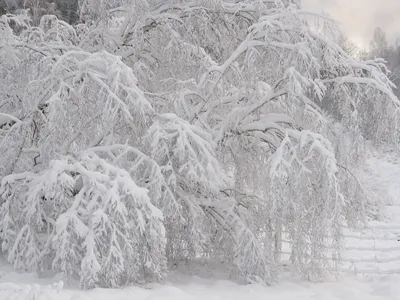 Зимний сон деревьев — Алтайский биосферный заповедник