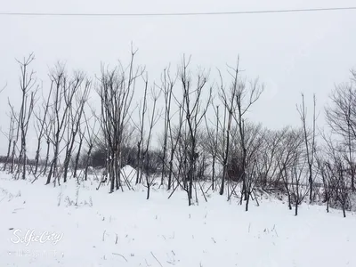 Спиливание деревьев зимой. Особенности | Белвысота