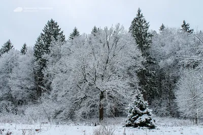 Как узнать дерево по силуэту зимой? - Приокско-Террасный государственный  природный биосферный заповедник