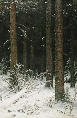 Зимний лес может быть опасен