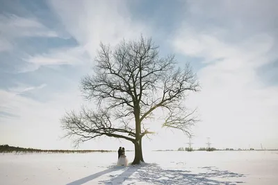 Заснеженные зимние деревья возле парка в солнечный день Фон Обои  Изображение для бесплатной загрузки - Pngtree