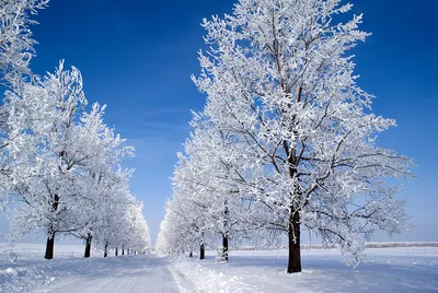 Раскраска Деревья зимой распечатать бесплатно в формате А4 (9 картинок) |  RaskraskA4.ru