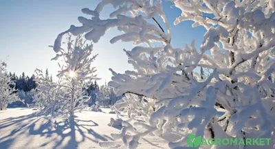 деревья зимой, зима деревья, дерево пейзаж, дуб зимой, снег поле деревья,  Видеосъемка свадеб Москва