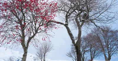 Деревья зимой в морозный солнечный день. Ветви деревьев в инее. Солнечные  лучи сквозь ветви деревьев. foto de Stock | Adobe Stock
