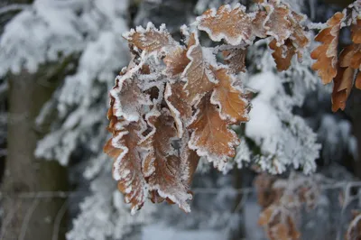 Раскраска Деревья зимой распечатать бесплатно в формате А4 (9 картинок) |  RaskraskA4.ru