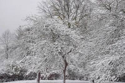 Как зимуют деревья? Почему остаются живыми? | Еленкина Вселенная | Дзен