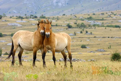 Картинки диких лошадей обои
