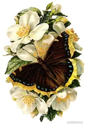 Текстура бумаги для декупажа, скрапбукинга, винтажные эфемерные цветы и  бабочки | Премиум Фото