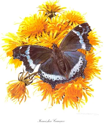 Цветы бабочки - 69 фото