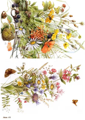 Полевые цветы и бабочки рисунок - 54 фото