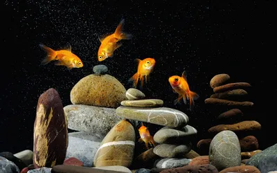 Золотые рыбки » ImagesBase - Обои для рабочего стола