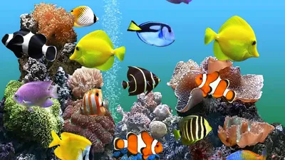 Скачать 3840x2400 рыбы, аквариум, камни, чёрный фон обои, картинки 4k ultra  hd 16:10