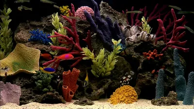 Dream Aquarium (1.2592) cкринсейвер - Аквариумы