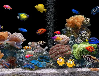 Рыбка, вода, аквариум обои для рабочего стола, картинки, фото, 1280x1024.