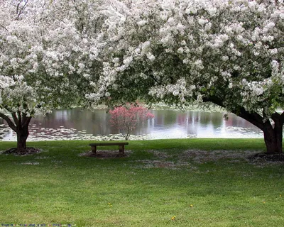 Природа, Весна - Красивые Бесплатные фото обои для рабочего стола windows  #124