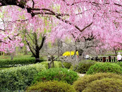 Природа, Весна - Красивые Бесплатные фото обои для рабочего стола windows  #30