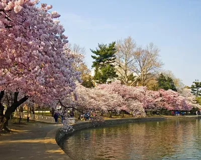 Цветущая сакура, весна, города и страны, озеро, природа, цветы х - Обои для рабочего  стола