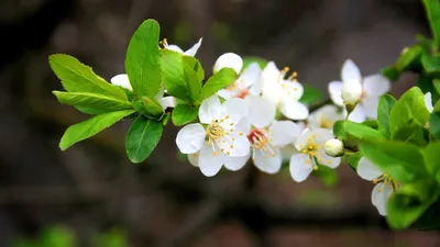 Обои природа, весна, макро, цветы, вишня на рабочий стол