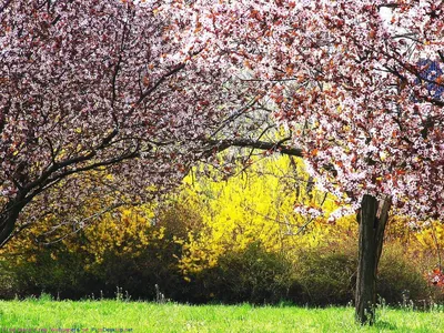 Природа, Весна - Красивые Бесплатные фото обои для рабочего стола windows  #47