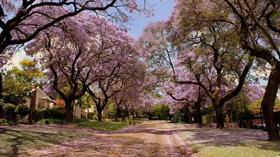 Обои парк, деревья, цветы, природа, весна, красиво картинки на рабочий стол,  фото скачать бесплатно