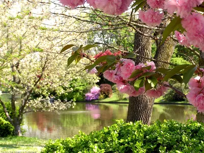 Природа, Весна - Красивые Бесплатные фото обои для рабочего стола windows  #36