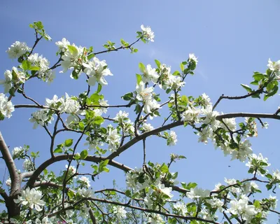 Природа, Весна - Красивые Бесплатные фото обои для рабочего стола windows  #150
