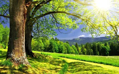 Фон рабочего стола где видно природа, весна, деревья, трава, зелень, лучи  солнца, красота, Nature, spring, trees, grass, greens, sun rays, beauty