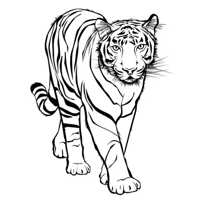 Раскраска Тигр распечатать или скачать