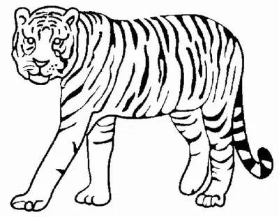 Раскраска Тигры, Тигрята, Коты на Новый год 2022 | Раскраски, Тигрята,  Графические принты