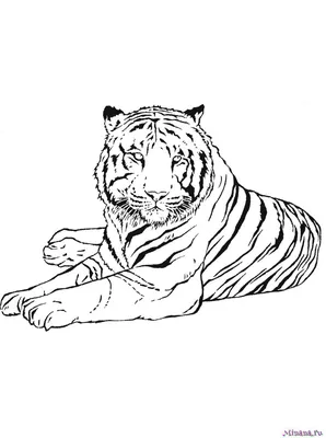 Раскраска Амурский тигр | Раскраски для детей печать онлайн