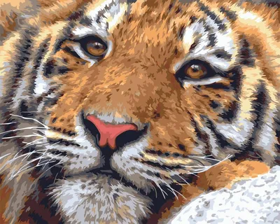 Картинки для раскрашивания в Ravensburger Polygon Tiger 24 х 30 см. -  купить, цена, отзывы в Эстонии | sellme.ee