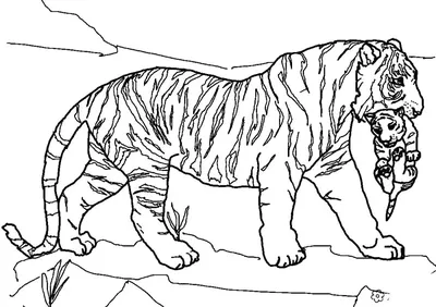 Раскраски тигр и тигренок (50 фото) » Картинки, раскраски и трафареты для  всех - Klev.CLUB