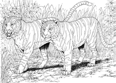 Черно-белая страница книжка-раскраски детей. Иллюстрация пары тигров.  Документ для детей и взрослых. Иллюстрация вектора - иллюстрации  насчитывающей черный, прелюбодеяния: 174538571