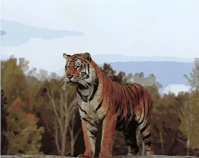 Раскраска Тигр распечатать бесплатно | Раскраски, Раскраски с животными,  Раскраски для печати