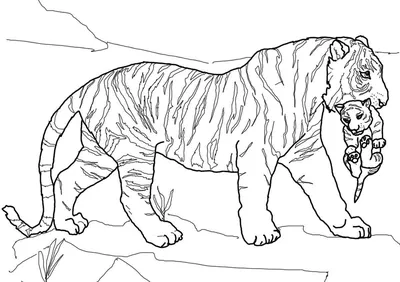 Раскраска Тигры, Тигрята, Коты на Новый год 2022 | Раскраски, Тигр, Тигрята