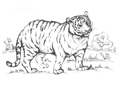 Картина для раскрашивания Владения тигра 40х50см / GX5278 / купить оптом по  цене от 549.50 ₽