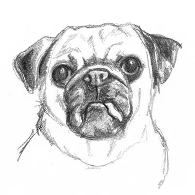 Маленькая собака красивого рисунка Щенок Черно-белая иллюстрация вектора для  книжка-раскраски Иллюстрация вектора - иллюстрации насчитывающей природа,  потеха: 200442089