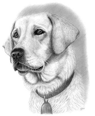 Милая собачка рисунок (70 фото) » Рисунки для срисовки и не только