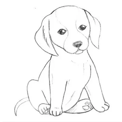 Рисунки для срисовки легкие собаки 4 буквы (25 шт)