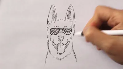 Как нарисовать СОБАКУ? Лёгкие рисунки для срисовки - YouTube