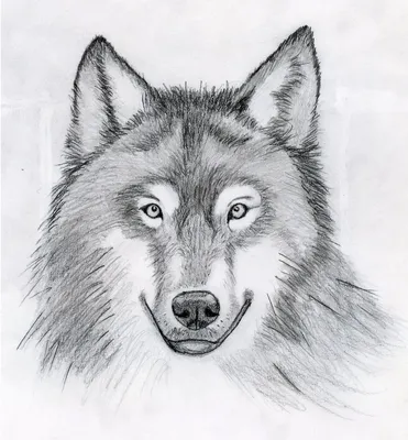 Волк карандашом для срисовки - 65 фото