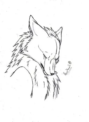 Волк рисунок арт (23 фото) » Рисунки для срисовки и не только | волки в  фэнтези | Постила