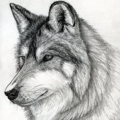 Рисунки простым карандашом аниме волки (47 фото) » рисунки для срисовки на  Газ-квас.ком