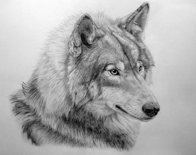 Волк с крыльями рисунок для срисовки - 76 фото